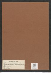 Triceratium attenuatum (de-Toni-Nr.: Genus 140, Species 3740) Zeichnungen Sammlung Grunow Mappe 03844 (Herbarium_W_Grunow_drawings_Folder_03844)